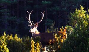brama del cérvol a Cal Rossa de Taús